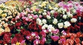 Flores.jpg