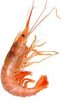 langostino.JPG